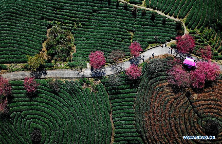 Aerial photo taken on Jan. 24, 2019 shows the scenery of cherry in the Taipin Yinghua Tea Garden in Yongfu Town of Zhangping City, southeast China\'s Fujian Province. (Xinhua/Wei Peiquan)