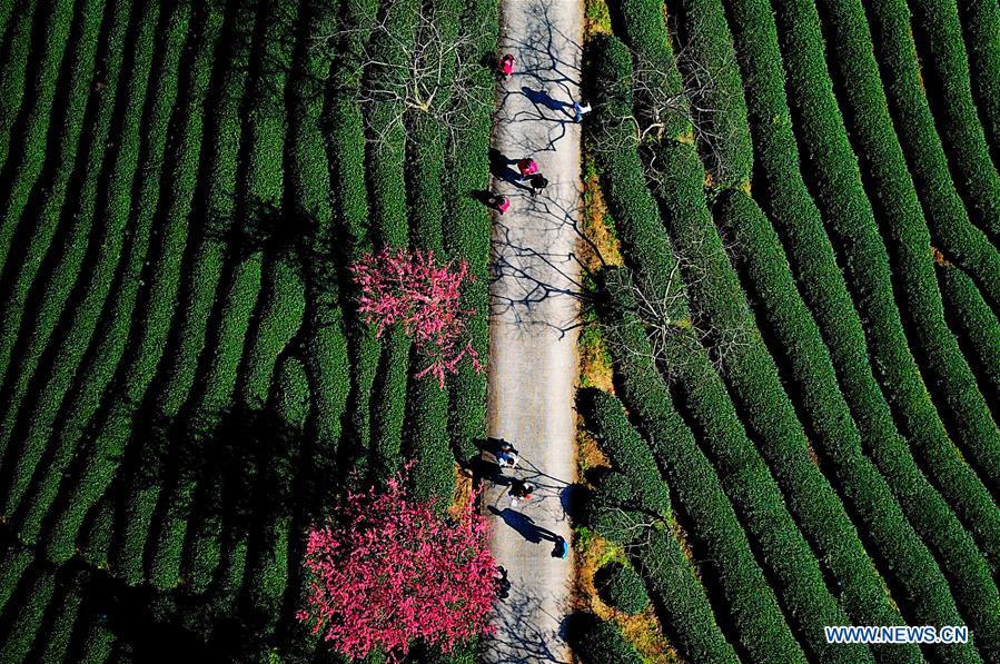 Tourists enjoy the view of cherry in the Taipin Yinghua Tea Garden in Yongfu Town of Zhangping City, southeast China\'s Fujian Province, Jan. 24, 2019. (Xinhua/Wei Peiquan)