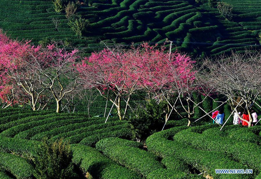 Tourists enjoy the view of cherry in the Taipin Yinghua Tea Garden in Yongfu Town of Zhangping City, southeast China\'s Fujian Province, Jan. 24, 2019. (Xinhua/Wei Peiquan)