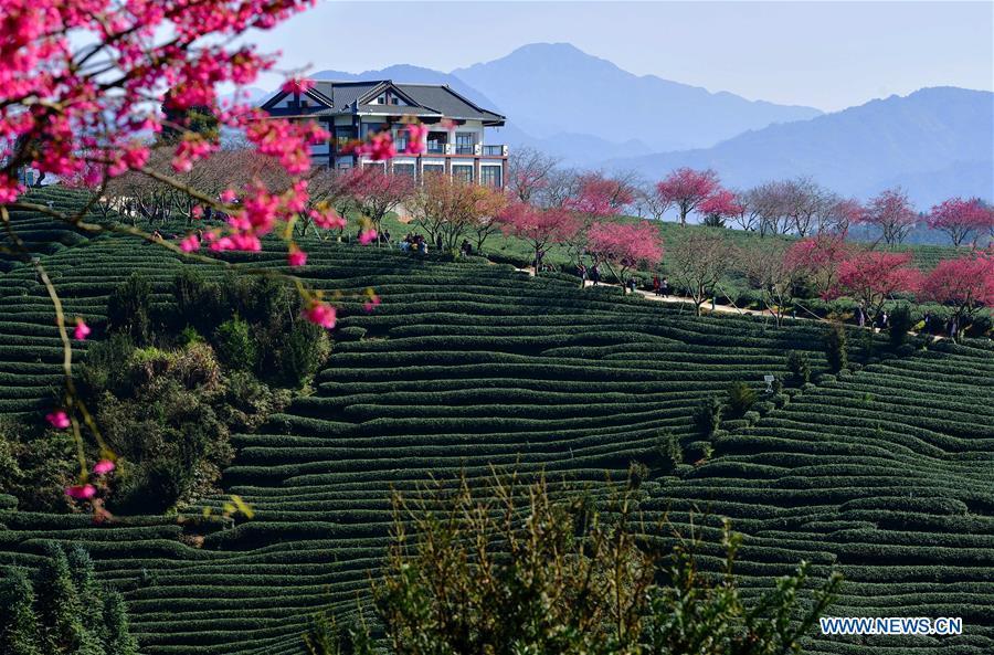 Tourists enjoy the view of cherry in the Taipin Yinghua Tea Garden in Yongfu Town of Zhangping City, southeast China\'s Fujian Province, Jan. 24, 2019. (Xinhua/Wei Peiquan)