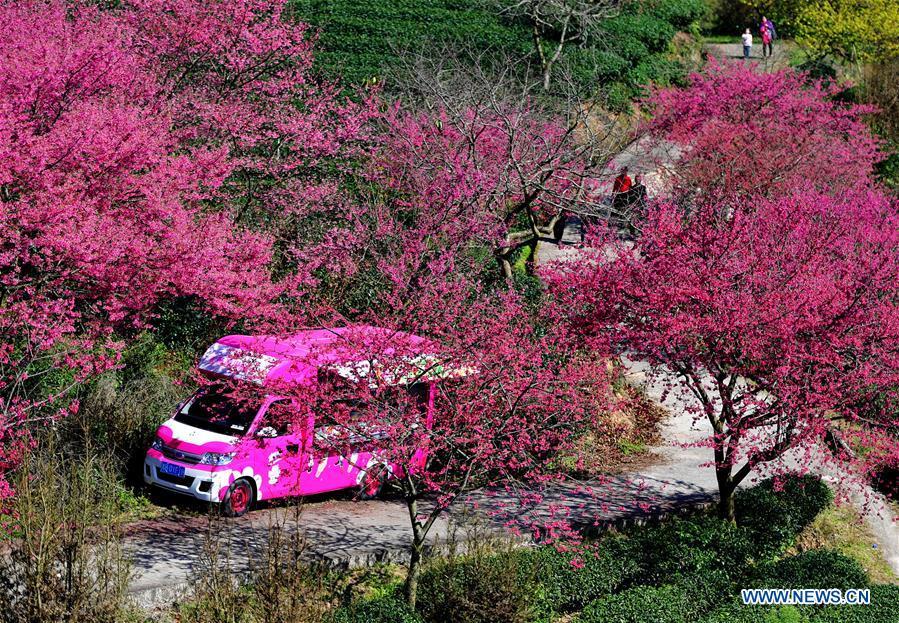 Tourists enjoy the view of cherry in the Taipin Yinghua Tea Garden in Yongfu Town of Zhangping City, southeast China\'s Fujian Province, Jan. 24, 2019. (Xinhua/Wei Peiquan)