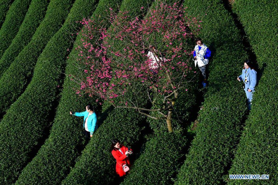 Tourists enjoy the view of cherry in the Taipin Yinghua Tea Garden in Yongfu Town of Zhangping City, southeast China\'s Fujian Province, Jan. 24, 2019. (Xinhua/Wei Peiquan)