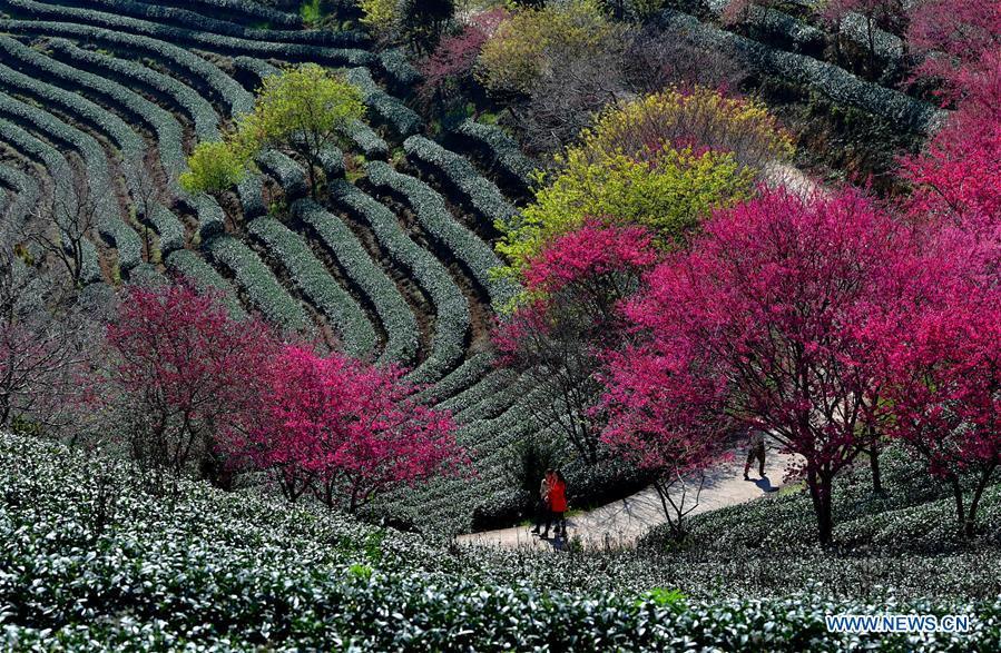 Photo taken on Jan. 24, 2019 shows the scenery of cherry in the Taipin Yinghua Tea Garden in Yongfu Town of Zhangping City, southeast China\'s Fujian Province. (Xinhua/Wei Peiquan)
