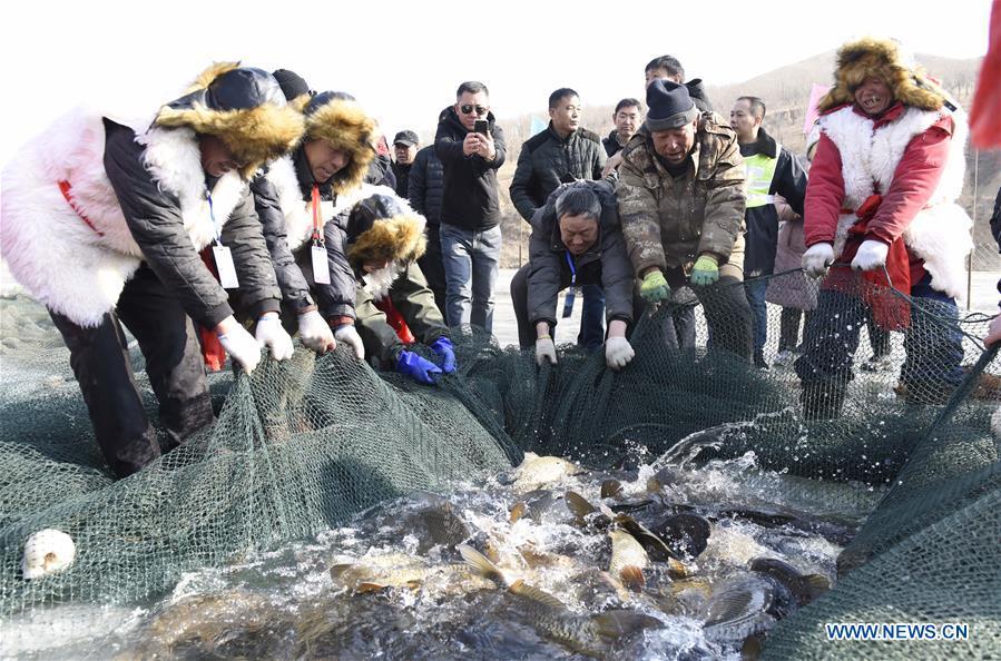 Inheritors of Chagan Lake winter fishing heritage pull the fishing net in Qianyaozi Reservoir in Hohhot, capital of north China\'s Inner Mongolia Autonomous Region, Jan. 26, 2019. A two-day winter fishing tourism festival opened here on Saturday, during which 18 inheritors of Chagan Lake winter fishing showed visitors traditional ways of fishing. Winter fishing on ice-covered Chagan Lake dates back to the Liao and Jin dynasties from 10th century to the 13th century in China and was listed into the national intangible cultural heritage in 2008. (Xinhua/Wang Zheng)