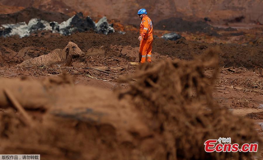 An ox is seen on mud after a tailings dam owned by Brazilian miner Vale SA burst, in Brumadinho, Brazil January 27, 2019. (Photo/Agencies)