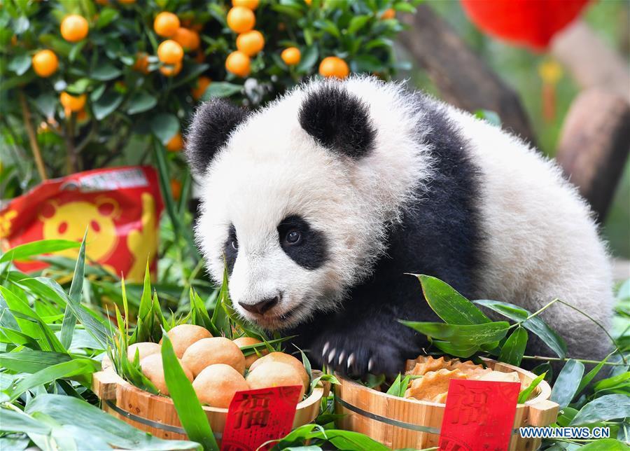 Giant panda cub Long Zai enjoys a special meal at the Chimelong Safari Park in Guangzhou, capital of south China\'s Guangdong Province, Jan. 29, 2019. The two cubs, born in July of 2018, enjoyed a special New Year treat at the park ahead of the Spring Festival, which falls on Feb. 5 this year. (Xinhua/Liu Dawei)