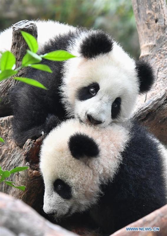 Giant panda cubs Long Zai and Ting Zai play at the Chimelong Safari Park in Guangzhou, capital of south China\'s Guangdong Province, Jan. 29, 2019. The two cubs, born in July of 2018, enjoyed a special New Year treat at the park ahead of the Spring Festival, which falls on Feb. 5 this year. (Xinhua/Liu Dawei)