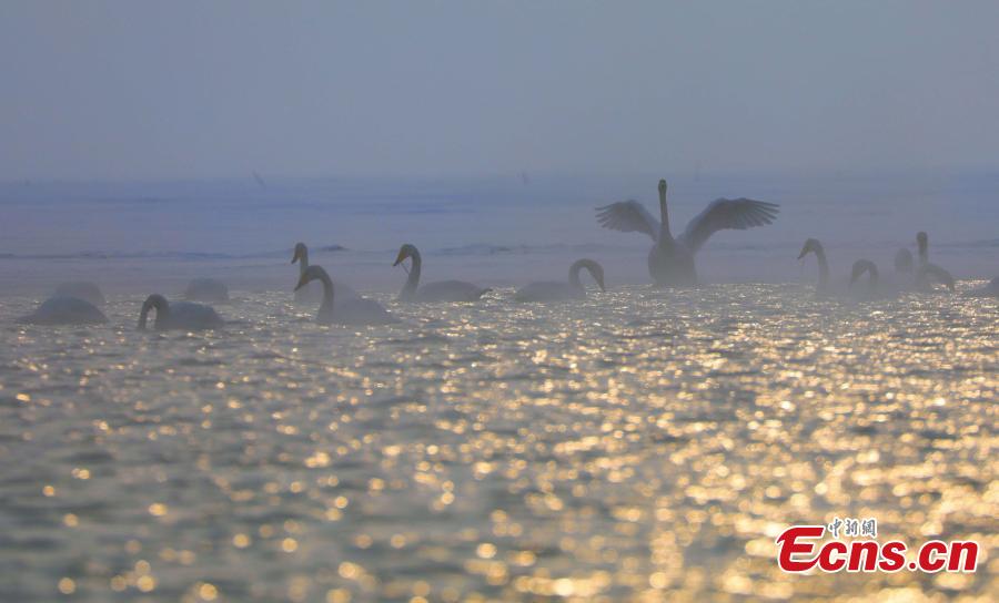 Migratory birds in Qinghai Lake, the largest saltwater lake in China’s inland, in late January 2019. The lake plays an important role in the protection of biodiversity globally. It is a key breeding habitat and stopover for many waterfowls on the migratory route. (Photo: China News Service/Ma Yirui)