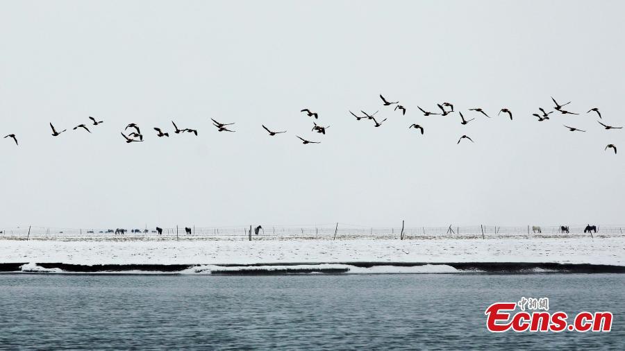 Migratory birds in Qinghai Lake, the largest saltwater lake in China’s inland, in late January 2019. The lake plays an important role in the protection of biodiversity globally. It is a key breeding habitat and stopover for many waterfowls on the migratory route. (Photo: China News Service/Ma Yirui)
