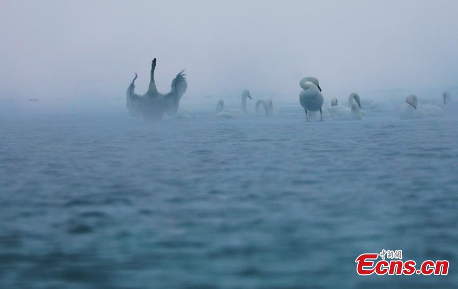 Migratory birds in Qinghai Lake, the largest saltwater lake in China’s inland, in late January 2019. The lake plays an important role in the protection of biodiversity globally. It is a key breeding habitat and stopover for many waterfowls on the migratory route. (Photo: China News Service/Ma Yirui)