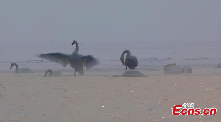 Migratory birds in Qinghai Lake, the largest saltwater lake in China’s inland, in late January 2019. The lake plays an important role in the protection of biodiversity globally. It is a key breeding habitat and stopover for many waterfowls on the migratory route. (Photo: China News Service/Ma Yirui)
