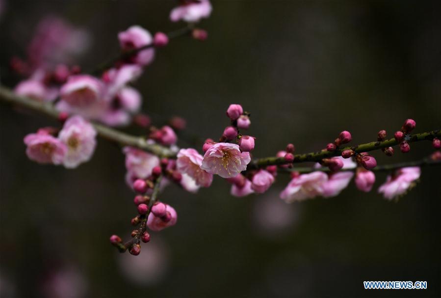 Photo taken on Jan. 31, 2019 shows plum flowers at Aishan Village of Gaoluo Township in Xuanen County of Enshi Tujia and Miao Autonomous Prefecture, central China\'s Hubei Province. (Xinhua/Song Wen)