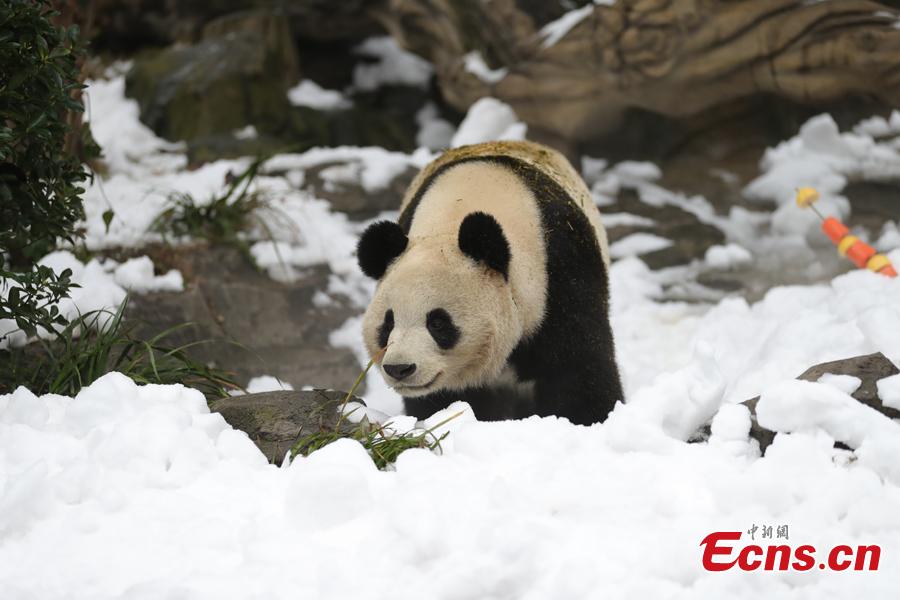 Giant panda Aimi plays in artificial snow in an enclosure at the Chengdu Research Base of Giant Panda Breeding in Chengdu City, Sichuan Province, Jan. 31, 2019, as part of celebrations for Spring Festival, China’s Lunar New Year, which falls on February 5 this year. (Photo: China News Service/Cui Kai)