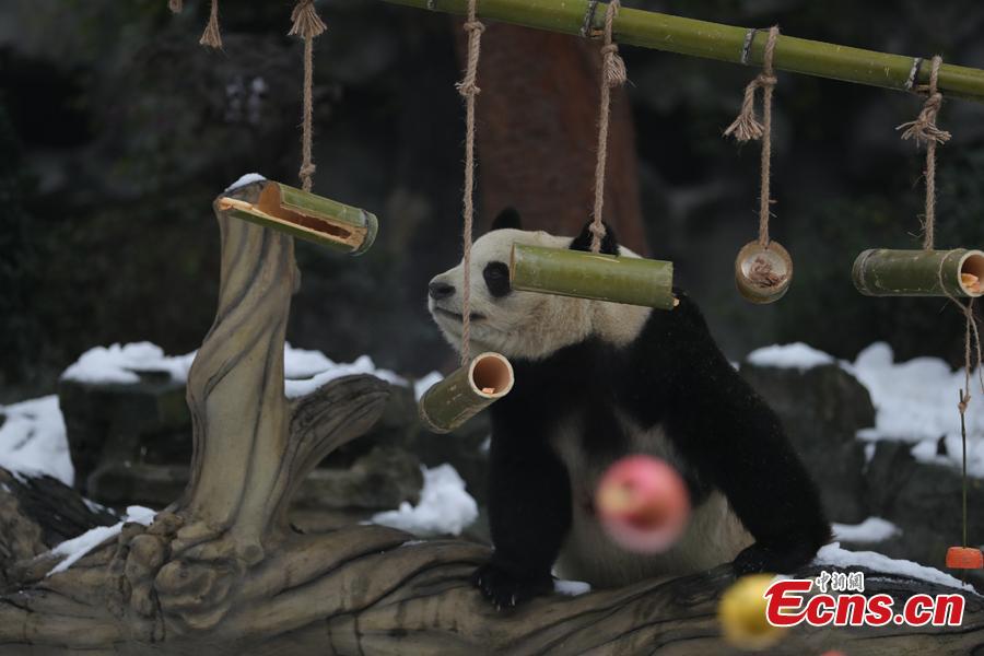 Giant pandas play in artificial snow in an enclosure at the Chengdu Research Base of Giant Panda Breeding in Chengdu City, Sichuan Province, Jan. 31, 2019, as part of celebrations for Spring Festival, China’s Lunar New Year, which falls on February 5 this year. (Photo: China News Service/Cui Kai)