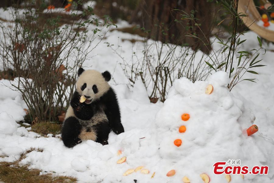 Giant panda Aimi plays in artificial snow in an enclosure at the Chengdu Research Base of Giant Panda Breeding in Chengdu City, Sichuan Province, Jan. 31, 2019, as part of celebrations for Spring Festival, China’s Lunar New Year, which falls on February 
5 this year. (Photo: China News Service/Cui Kai)
