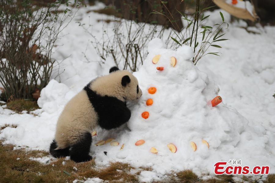 Giant panda Aimi plays in artificial snow in an enclosure at the Chengdu Research Base of Giant Panda Breeding in Chengdu City, Sichuan Province, Jan. 31, 2019, as part of celebrations for Spring Festival, China’s Lunar New Year, which falls on February 5 this year. (Photo: China News Service/Cui Kai)