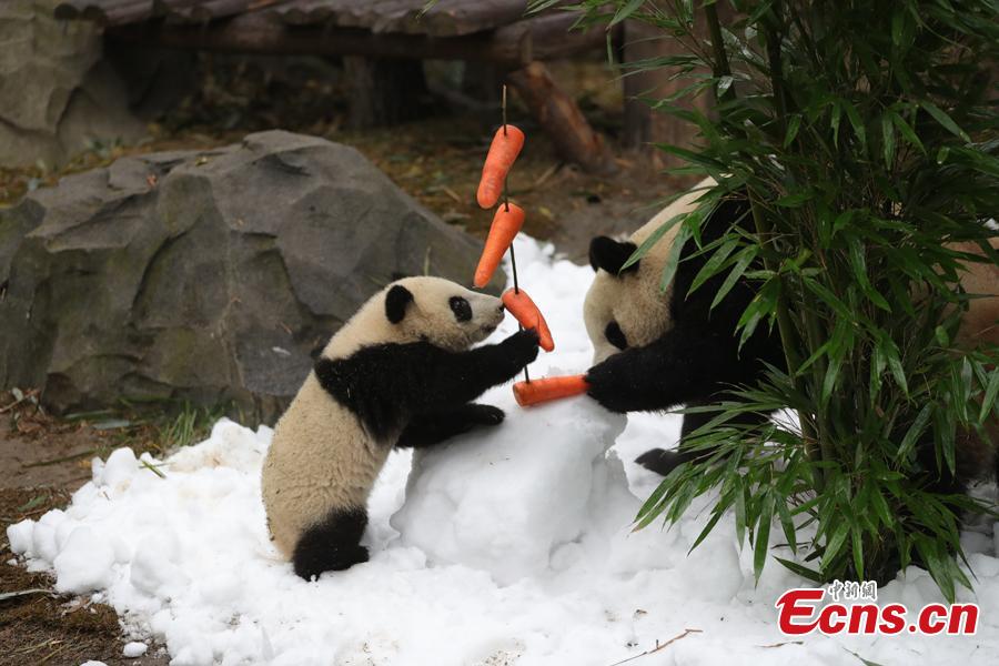 Giant pandas play in artificial snow in an enclosure at the Chengdu Research Base of Giant Panda Breeding in Chengdu City, Sichuan Province, Jan. 31, 2019, as part of celebrations for Spring Festival, China’s Lunar New Year, which falls on February 
5 this year. (Photo: China News Service/Cui Kai)