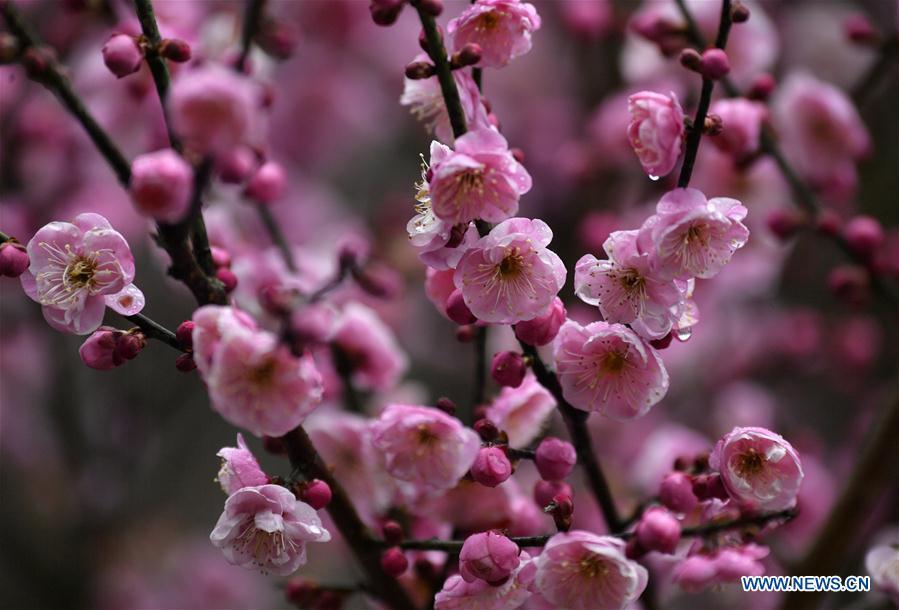 Photo taken on Jan. 31, 2019 shows plum flowers at Aishan Village of Gaoluo Township in Xuanen County of Enshi Tujia and Miao Autonomous Prefecture, central China\'s Hubei Province. (Xinhua/Song Wen)