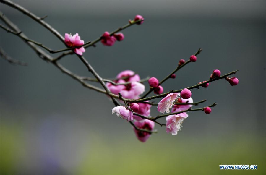 Photo taken on Jan. 31, 2019 shows plum flowers at Aishan Village of Gaoluo Township in Xuanen County of Enshi Tujia and Miao Autonomous Prefecture, central China\'s Hubei Province. (Xinhua/Song Wen)