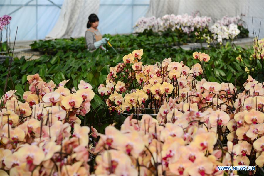 A villager takes care of flowers at a greenhouse in Xindian Village of Luojiatun Township in Qianxi County, north China\'s Hebei Province, Jan. 31, 2019. Flower suppliers in Qianxi County have prepared plenty of flowers to meet customers\' demand as the Spring Festival approaches. The Spring Festival, or the Chinese Lunar New Year, falls on Feb. 5 this year. (Xinhua/Li Shaohua)