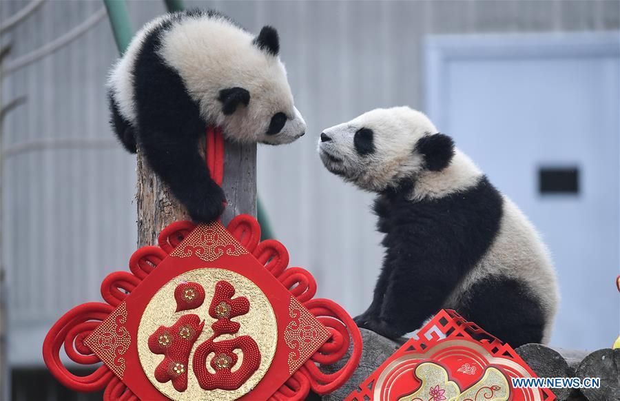 Photo taken on Jan. 31, 2019 shows two giant panda cubs at the Shenshuping base of China Conservation and Research Center for Giant Pandas in Wolong, southwest China\'s Sichuan Province. Giant pandas born here in 2018 made a group appearance on Thursday to greet the upcoming Spring Festival, which falls on Feb. 5 this year. (Xinhua/Xue Yubin)