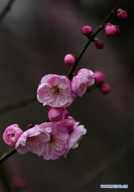 Photo taken on Jan. 31, 2019 shows plum flowers at Aishan Village of Gaoluo Township in Xuanen County of Enshi Tujia and Miao Autonomous Prefecture, central China\'s Hubei Province. (Xinhua/Song Wen)