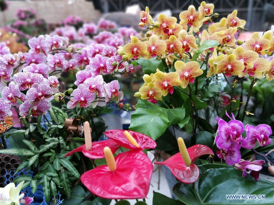Photo taken on Jan. 31, 2019 shows flowers at a flower market in Shijiazhuang, capital of north China\'s Hebei Province. People in Shijiazhuang are busy buying flowers to decorate their home as a way to greet the upcoming Spring Festival, which falls on Feb. 5 this year. (Xinhua/Wang Baolong)