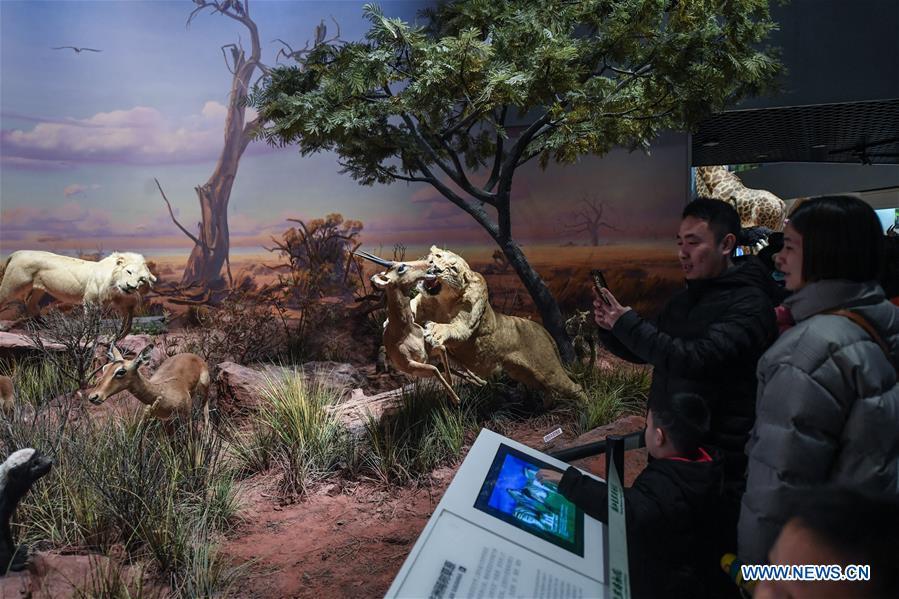 People visit the Anji Branch of Zhejiang Museum of Natural History in Anji County, east China\'s Zhejiang Province, Jan. 31, 2019. The museum attracts lots of visitors during the winter vacation. (Xinhua/Xu Yu)