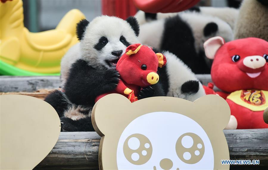 Photo taken on Jan. 31, 2019 shows giant panda cubs at the Shenshuping base of China Conservation and Research Center for Giant Pandas in Wolong, southwest China\'s Sichuan Province. Giant pandas born here in 2018 made a group appearance on Thursday to greet the upcoming Spring Festival, which falls on Feb. 5 this year. (Xinhua/Xue Yubin)