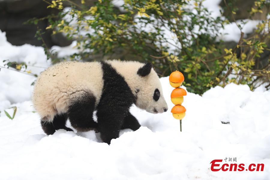 Giant panda Aimi plays in artificial snow in an enclosure at the Chengdu Research Base of Giant Panda Breeding in Chengdu City, Sichuan Province, Jan. 31, 2019, as part of celebrations for Spring Festival, China’s Lunar New Year, which falls on February 5 this year. (Photo: China News Service/Cui Kai)