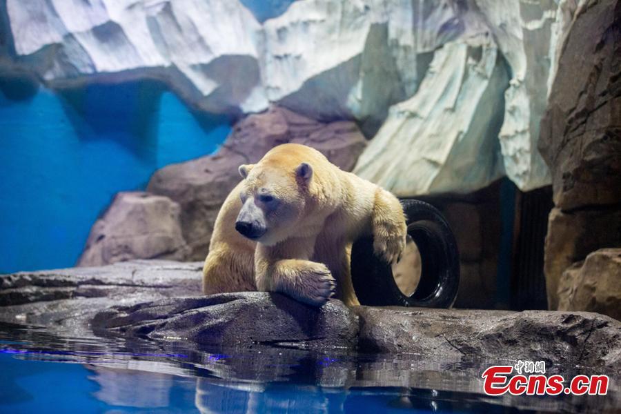 Polar bear Menglong plays at an aquarium in Haichang Polar Ocean World in Wuhan City, Central China\'s Hubei Province, Jan. 31, 2019. As part of Spring Festival celebrations, Menglong will perform with a female polar bear named Jingjing. The pair are expected to become mating partners, according to the park. (Photo: China News Service/Zhang Chang)
