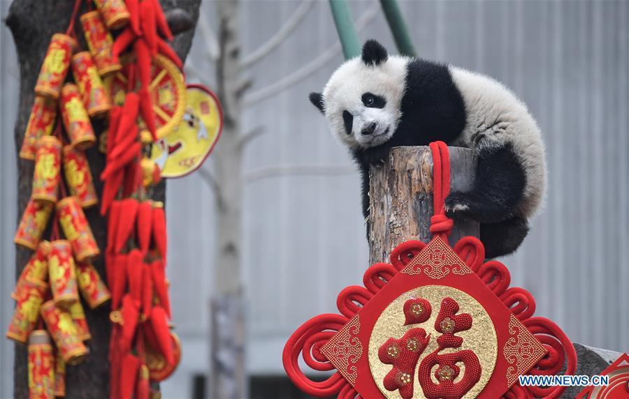 Photo taken on Jan. 31, 2019 shows a giant panda cub at the Shenshuping base of China Conservation and Research Center for Giant Pandas in Wolong, southwest China\'s Sichuan Province. Giant pandas born here in 2018 made a group appearance on Thursday to greet the upcoming Spring Festival, which falls on Feb. 5 this year. (Xinhua/Xue Yubin)