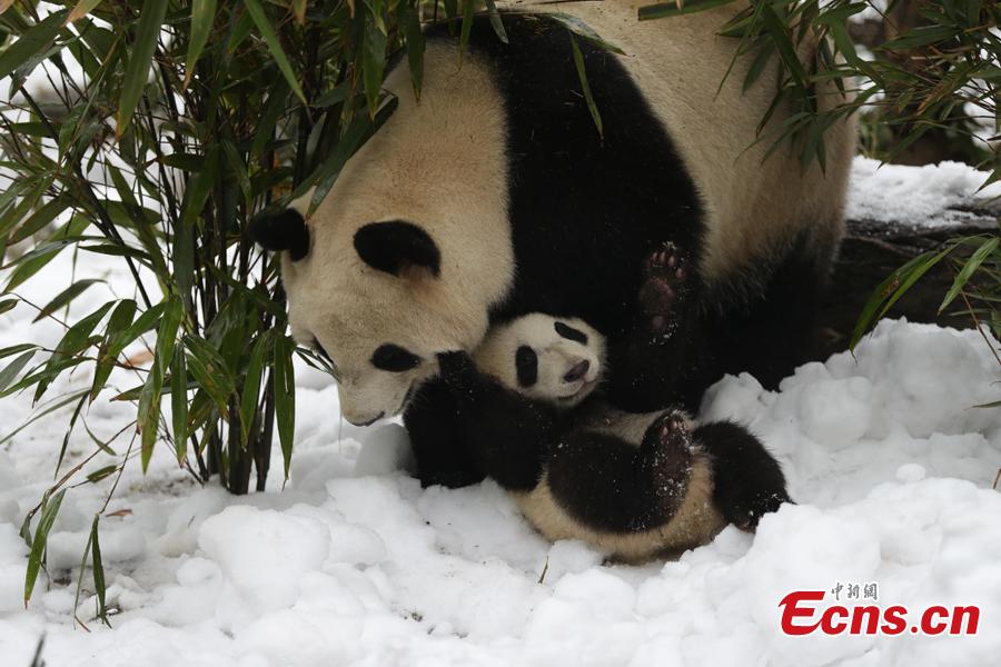 Giant pandas play in artificial snow in an enclosure at the Chengdu Research Base of Giant Panda Breeding in Chengdu City, Sichuan Province, Jan. 31, 2019, as part of celebrations for Spring Festival, China’s Lunar New Year, which falls on February 5 this year. (Photo: China News Service/Cui Kai)