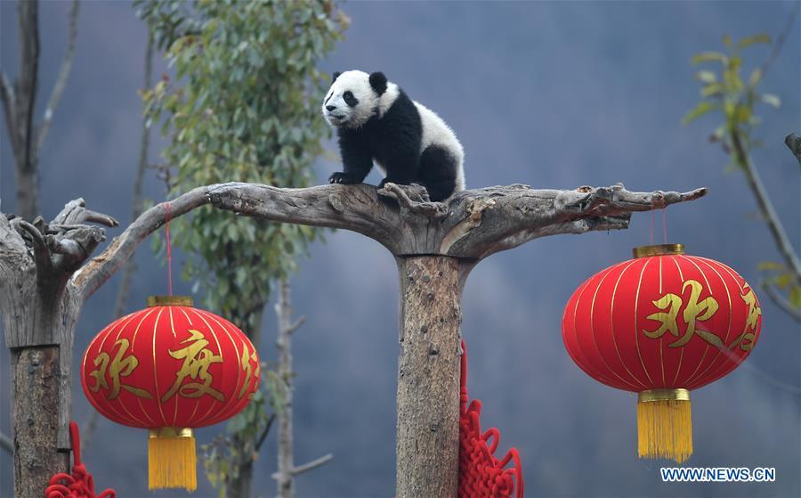 Photo taken on Jan. 31, 2019 shows a giant panda cub at the Shenshuping base of China Conservation and Research Center for Giant Pandas in Wolong, southwest China\'s Sichuan Province. Giant pandas born here in 2018 made a group appearance on Thursday to greet the upcoming Spring Festival, which falls on Feb. 5 this year. (Xinhua/Xue Yubin)