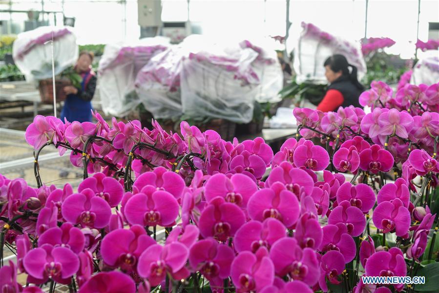 Villagers load flowers on a cart for sale at a greenhouse in Xindian Village of Luojiatun Township in Qianxi County, north China\'s Hebei Province, Jan. 31, 2019. Flower suppliers in Qianxi County have prepared plenty of flowers to meet customers\' demand as the Spring Festival approaches. The Spring Festival, or the Chinese Lunar New Year, falls on Feb. 5 this year. (Xinhua/Li Shaohua)