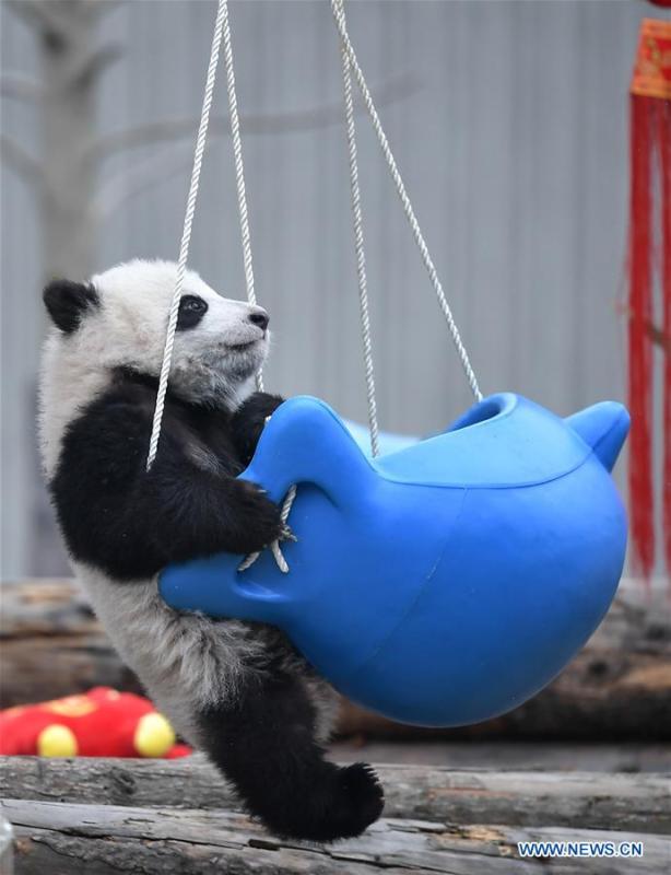 Photo taken on Jan. 31, 2019 shows a giant panda cub at the Shenshuping base of China Conservation and Research Center for Giant Pandas in Wolong, southwest China\'s Sichuan Province. Giant pandas born here in 2018 made a group appearance on Thursday to greet the upcoming Spring Festival, which falls on Feb. 5 this year. (Xinhua/Xue Yubin)