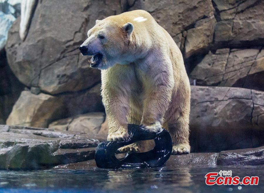 Polar bear Menglong plays at an aquarium in Haichang Polar Ocean World in Wuhan City, Central China\'s Hubei Province, Jan. 31, 2019. As part of Spring Festival celebrations, Menglong will perform with a female polar bear named Jingjing. The pair are expected to become mating partners, according to the park. (Photo: China News Service/Zhang Chang)