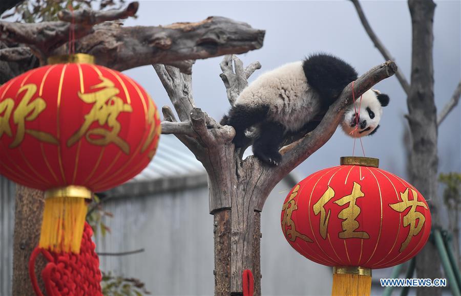 Photo taken on Jan. 31, 2019 shows a giant panda cub at the Shenshuping base of China Conservation and Research Center for Giant Pandas in Wolong, southwest China\'s Sichuan Province. Giant pandas born here in 2018 made a group appearance on Thursday to greet the upcoming Spring Festival, which falls on Feb. 5 this year. (Xinhua/Xue Yubin)