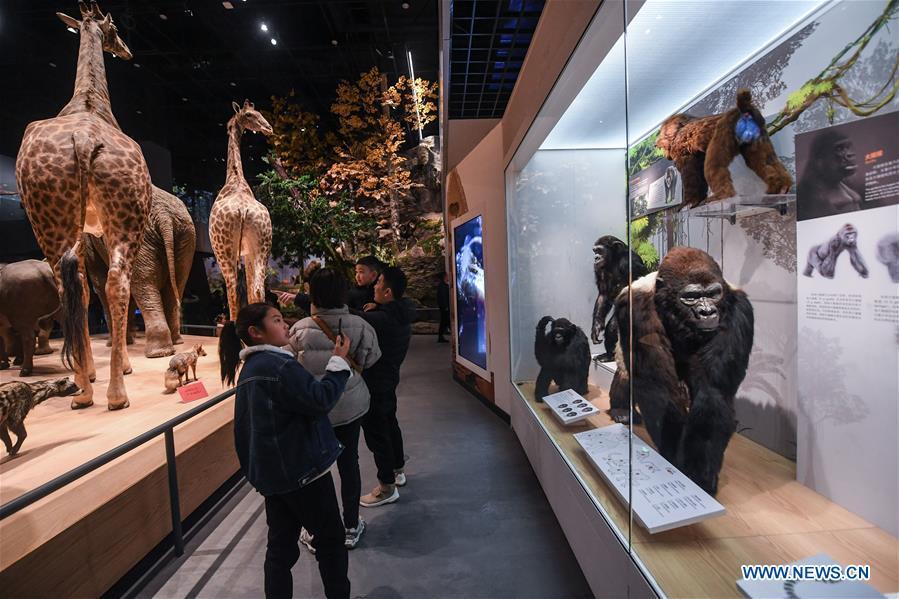 People visit the Anji Branch of Zhejiang Museum of Natural History in Anji County, east China\'s Zhejiang Province, Jan. 31, 2019. The museum attracts lots of visitors during the winter vacation. (Xinhua/Xu Yu)