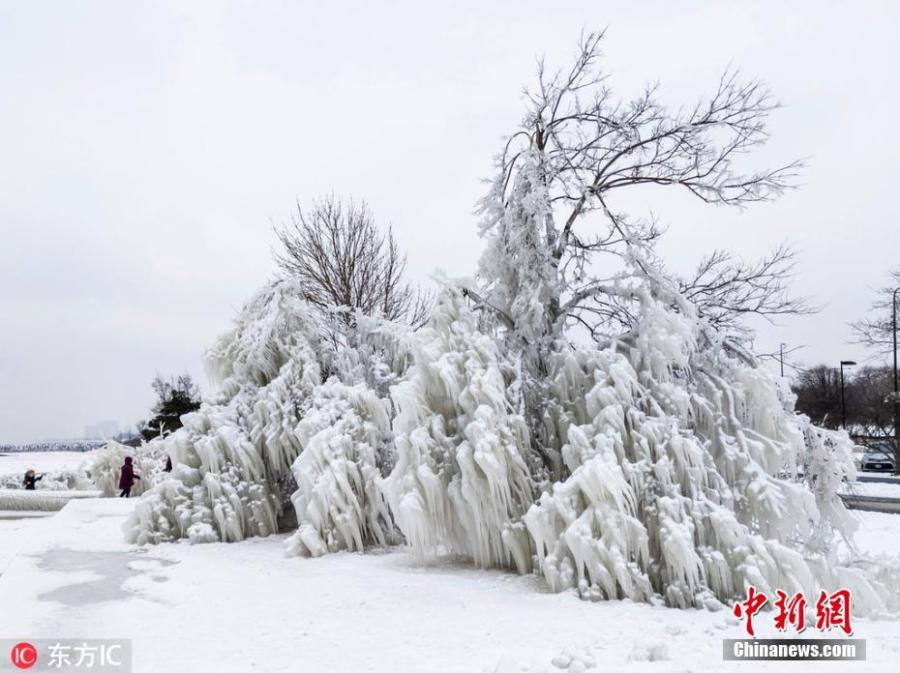 Snow covered trees in Chicago amid the cold front that brought minus 25 degree temperatures. Meteorologists blamed a phenomenon called the polar vortex for the bitter cold that has descended on much of the central and eastern United States this week.(Photo/IC)