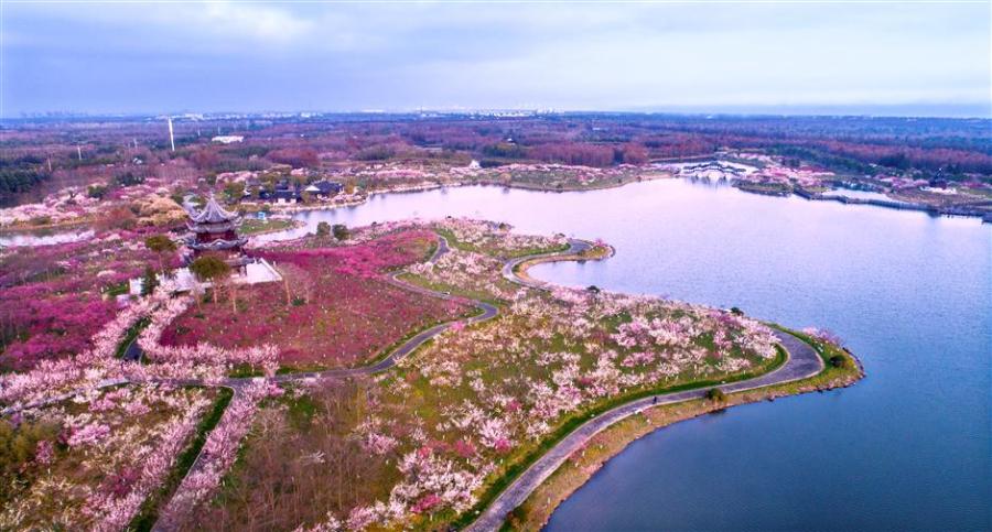 A bird\'s eye view of the plum garden, covering 1.3 square kilometers, in the Gulf Forest Park in Fengxian District,Shanghai.(Photo: Ti Gong/SHINE)