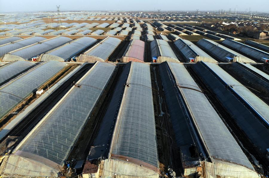 Tomato greenhouses in Zhengjia village, Huangcheng town, Linzi, Shandong province. (Photo by WANG JING/CHINA DAILY)