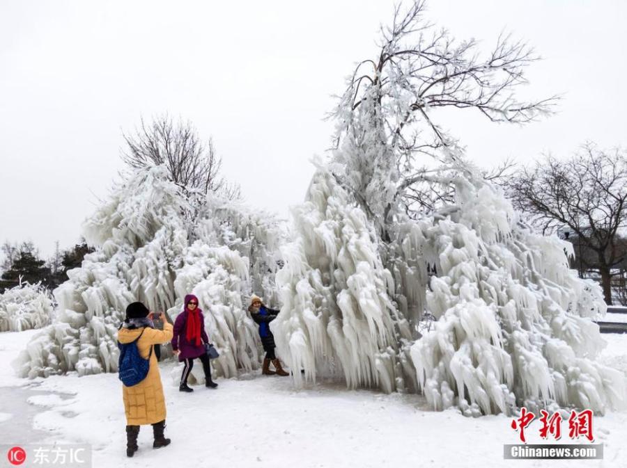 Snow covered trees in Chicago amid the cold front that brought minus 25 degree temperatures. Meteorologists blamed a phenomenon called the polar vortex for the bitter cold that has descended on much of the central and eastern United States this week.(Photo/IC)
