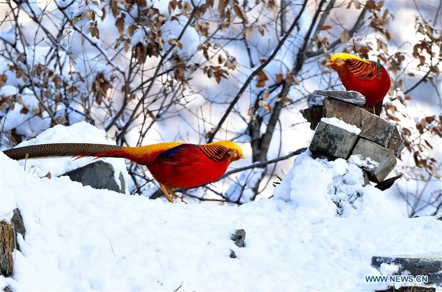Golden pheasants are seen in the snow near Huiduishi Village of Lushi County, central China\'s Henan Province, Feb. 1, 2019. (Xinhua/Li Jianan)