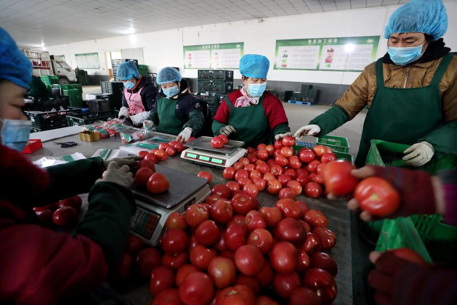 Workers sort and package tomatoes. (Photo by WANG JING/CHINA DAILY)