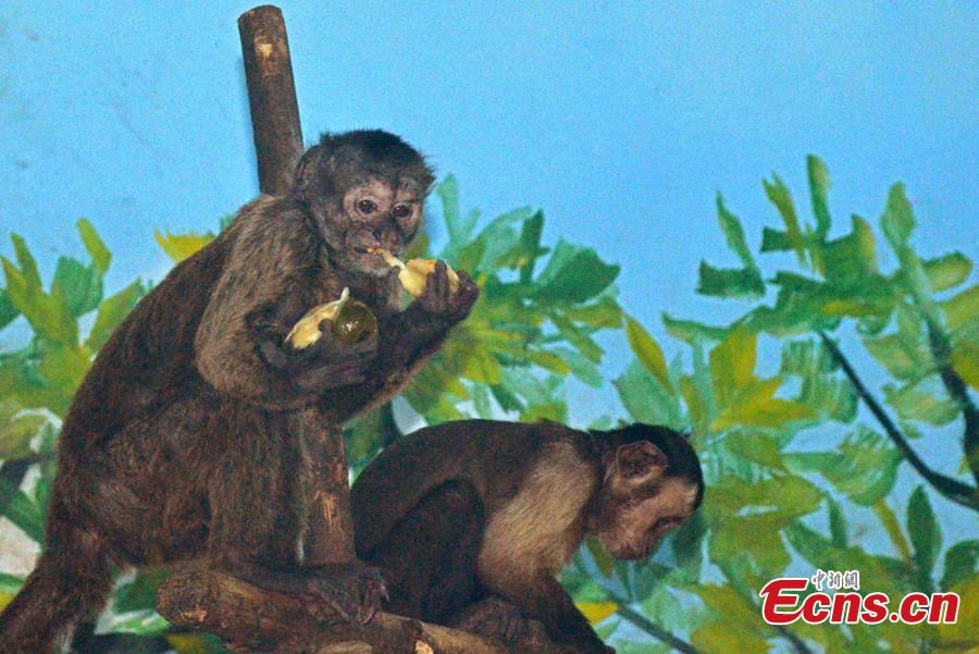 Monkeys at the Tianjin Zoo enjoy dumplings, Feb. 2, 2019. Nutritionists have prepared dumplings with different filling for the animals in the zoo.(Photo: China News Service/Tong Yu)