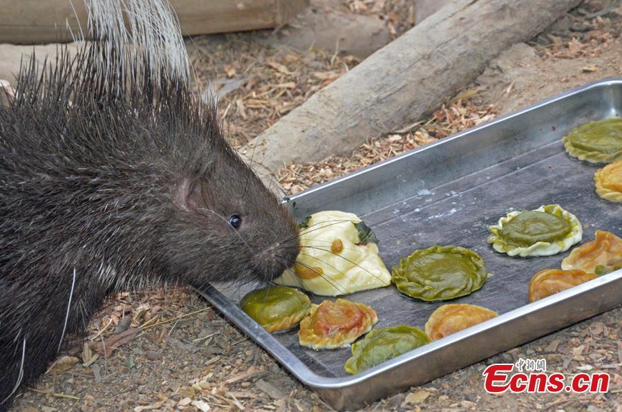 An animal enjoy dumplings at the Tianjin Zoo, Feb. 2, 2019. Nutritionists have prepared dumplings with different filling for the animals in the zoo.(Photo: China News Service/Tong Yu)