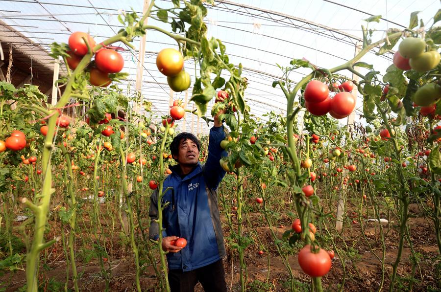 Zhang Jiaqiang, a farmer in Linzi, Shandong province, is picking tomatoes. (Photo by WANG JING/CHINA DAILY)

The annual production of the \'Linzi Tomato\' is more than 380,000 tons.

Linzi, Shandong province, is known as the \