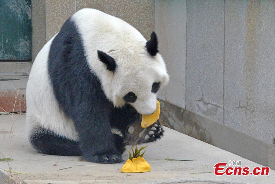 A panda at the Tianjin Zoo enjoys dumplings, Feb. 2, 2019. Nutritionists have prepared dumplings with different filling for the animals in the zoo.(Photo: China News Service/Tong Yu)