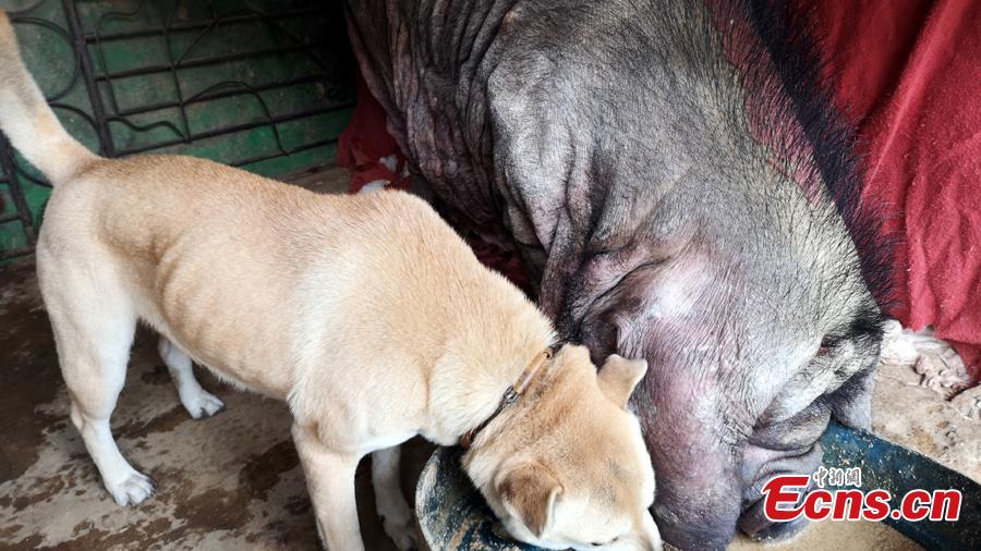 A 6-year-old dog and a blind 23-year-old pig play at a village in Changtang Town of Liuzhou City, South China’s Guangxi Zhuang Autonomous Region, Feb. 2, 2019. The owner Huang Shan said he purchased the pig on Feb. 28, 1996. Known locally as the “pig queen”, it gave birth to over 500 piglets by August 2014. The dog used to drink the pig’s milk, and the two animals often play together. (Photo: China News Service/Zhu Liurong)